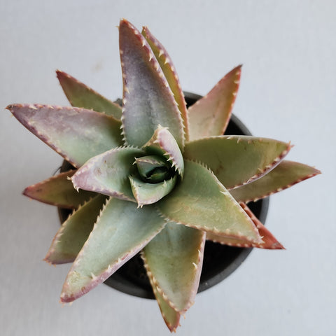 Aloe brevifolia