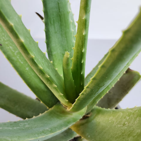 Aloe vera