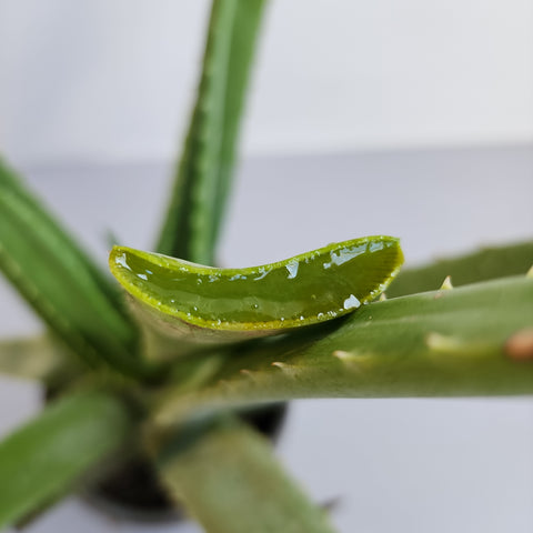 Aloe vera