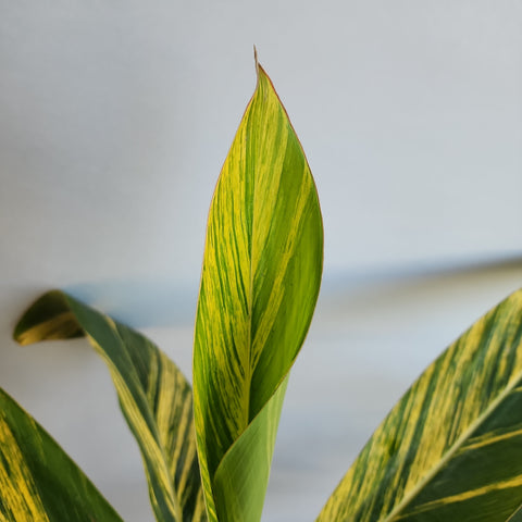 Alpinia variegata