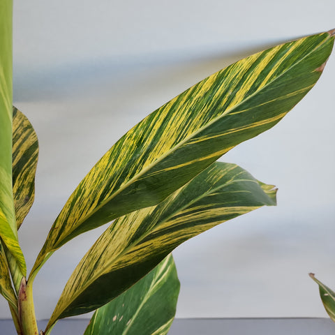 Alpinia variegata