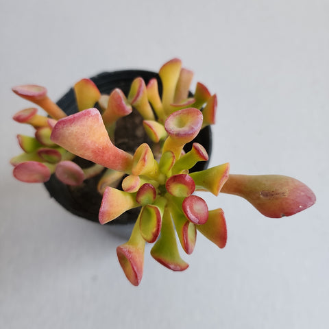 Crassula ovata