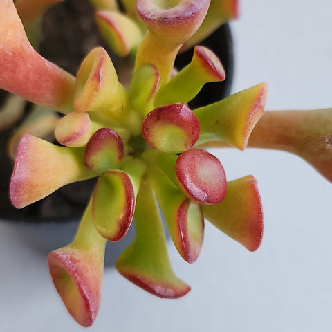 Crassula ovata