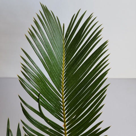 Cycas revoluta