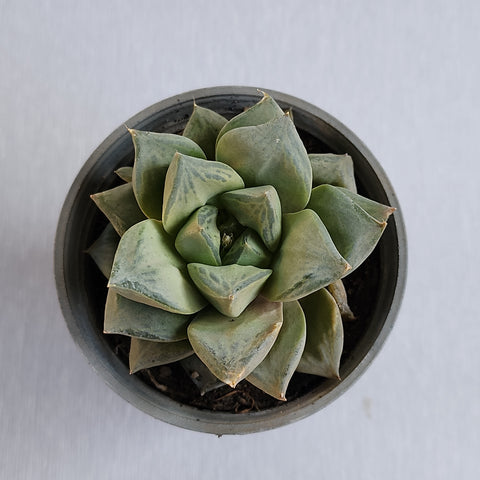 Haworthia retusa