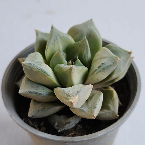 Haworthia retusa