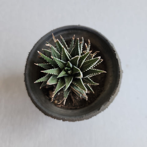 Haworthia fasciata