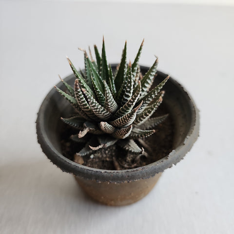 Haworthia fasciata