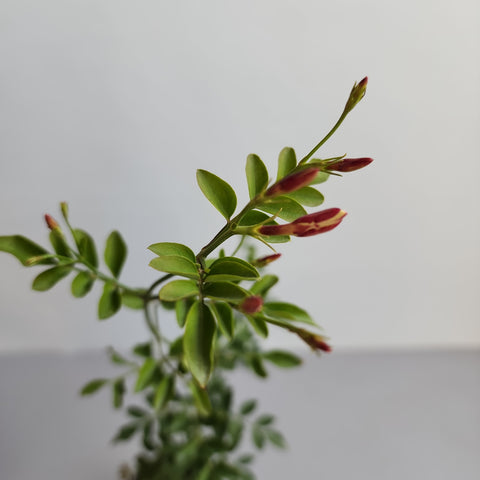 Jasminum grandiflorum