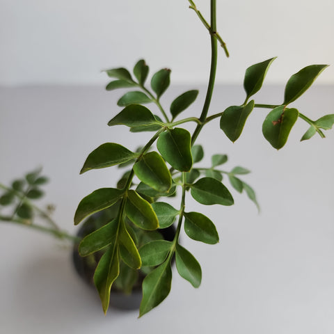 Jasminum grandiflorum