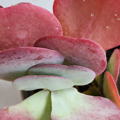 Kalanchoe thyrsiflora