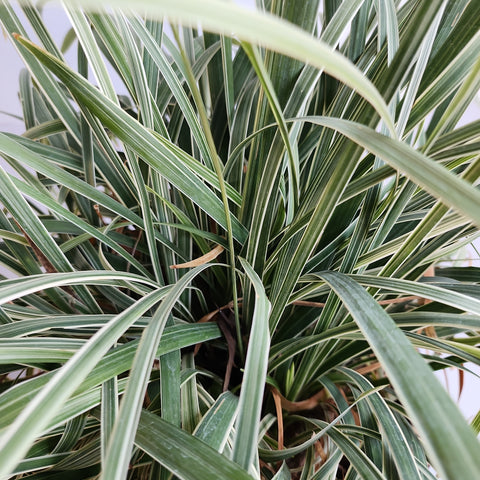 Liriope spicata variegata