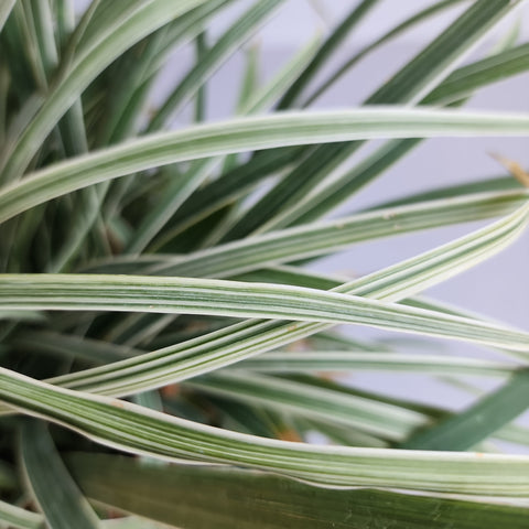 Liriope spicata variegata