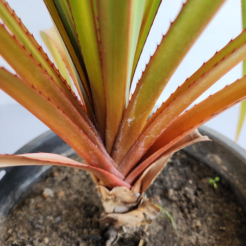 Pandanus utilis