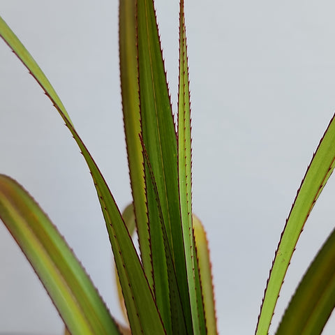 Pandanus utilis