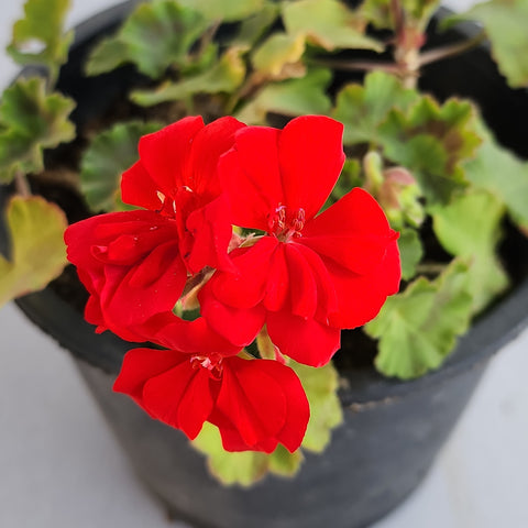 Pelargonium zonale