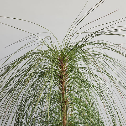 Pine Tree