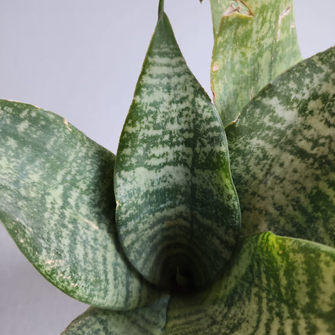 Sansevieria trifasciata Dwarf