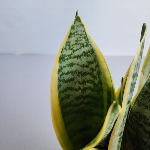 Sansevieria trifasciata Dwarf Yellow