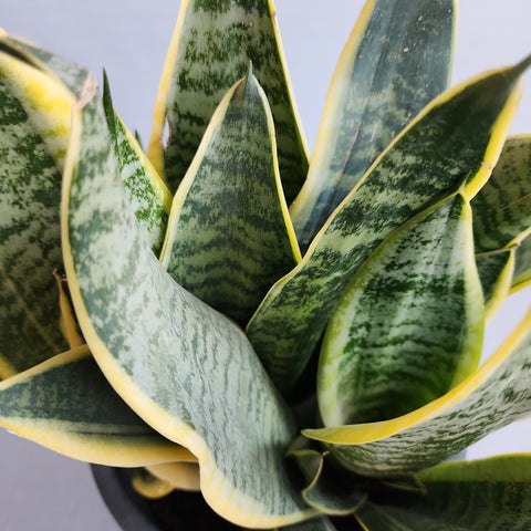 Sansevieria trifasciata Dwarf Yellow