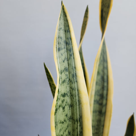 Sansevieria trifasciata Yellow