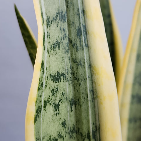 Sansevieria trifasciata Yellow