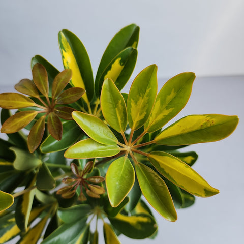 Schefflera arboricola variegated