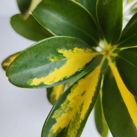 Schefflera arboricola variegated