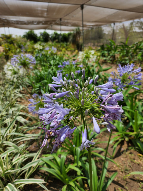 Agapanthus africanus