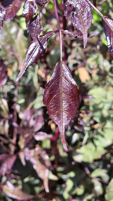 Leea coccinea burgundy