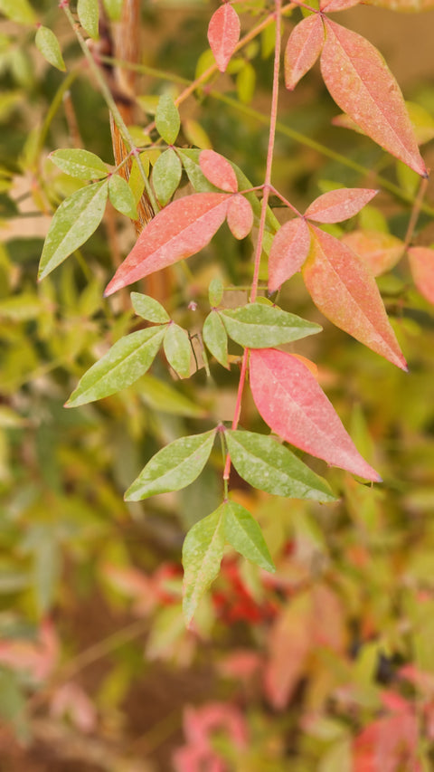 Nandina domestica