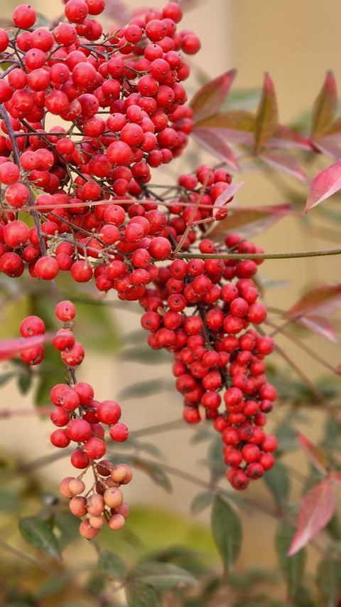 Nandina domestica