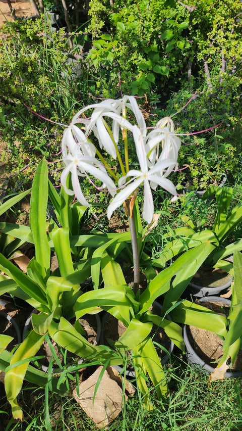 Crinum asiaticum