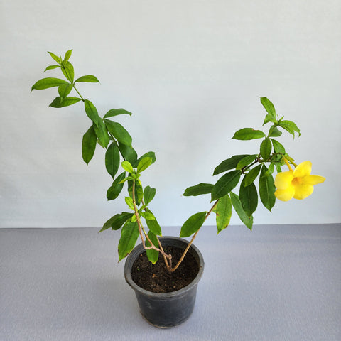 Allamanda cathartica