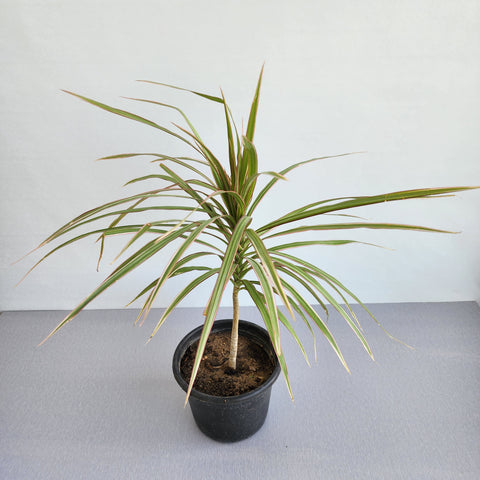 Dracaena tricolor