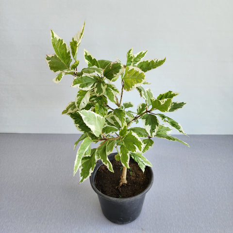 Hibiscus variegata