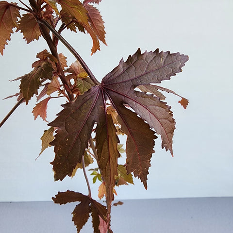 Hibiscus acetosella