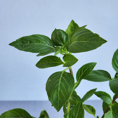 Basil