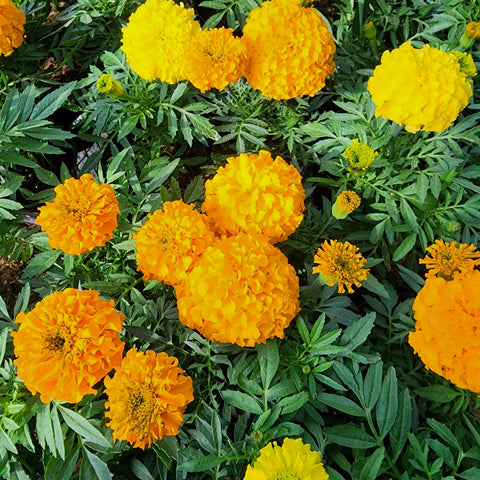 Tagetes erecta