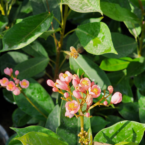 Jatropha integerrima 'pink'