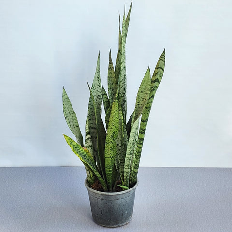 Sansevieria trifasciata