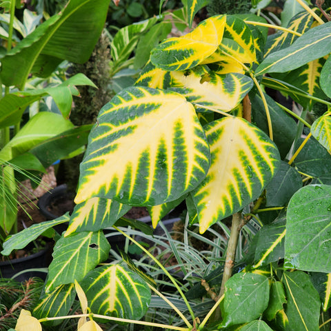 Erythrina variegata