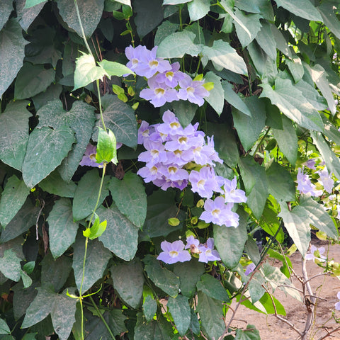 Thunbergia grandiflora