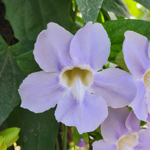 Thunbergia grandiflora