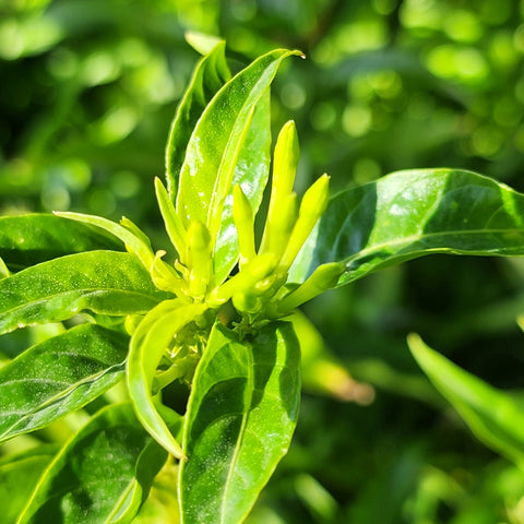 Cestrum nocturnum