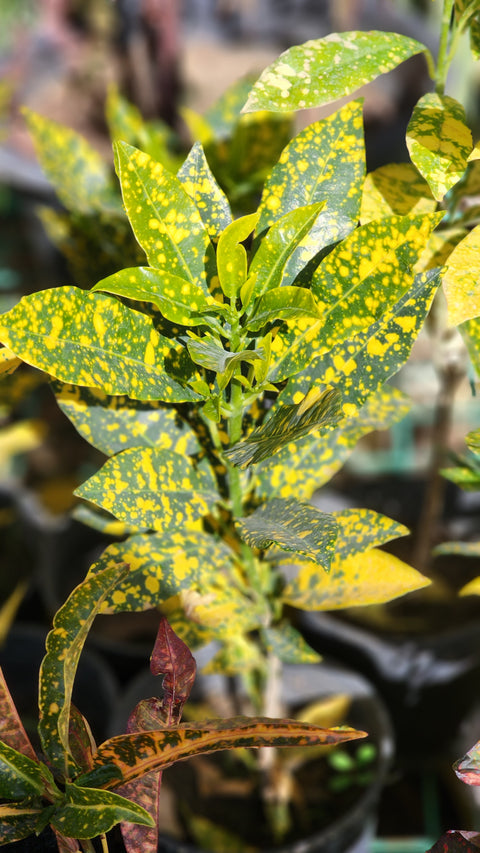 Croton Freckles