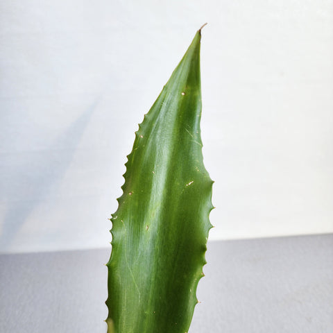 Agave green