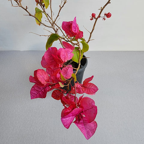 Bougainvillea spectabilis