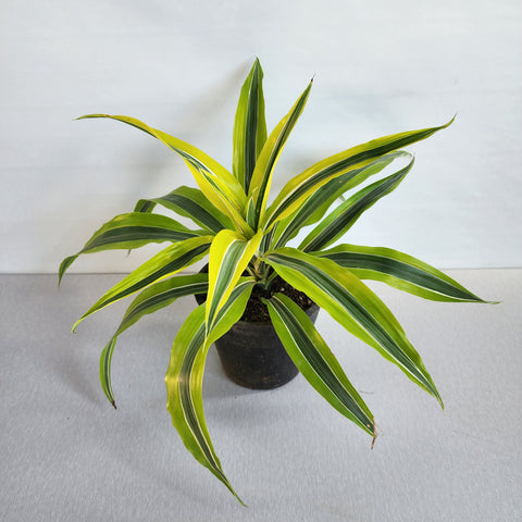 Dracaena lemon