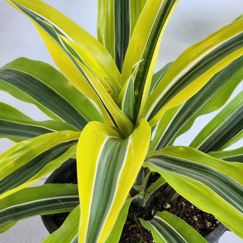 Dracaena lemon